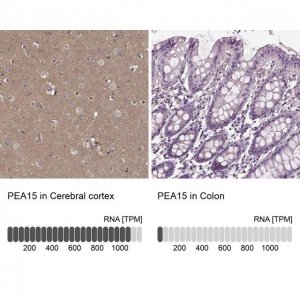 Anti-PEA15 