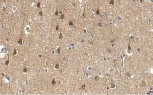 Anti-PEA15 Antibody, clone 2J13 ZooMAb Rabbit Monoclonal 