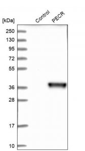 Anti-PECR antibody produced in rabbit HPA022539-100UL