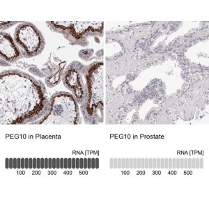 Anti-PEG10 antibody produced in rabbit 