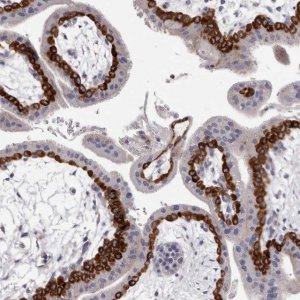 Anti-PEG10 antibody produced in rabbit 