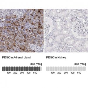 Anti-PENK antibody produced in rabbit 