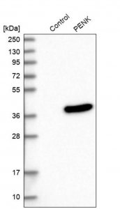 Anti-PENK antibody produced in rabbit 