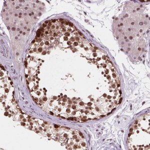 Anti-PER2 antibody produced in rabbit 