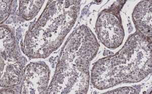 Anti-Pericentrin Antibody, clone 2H11, ZooMAb Rabbit Monoclonal 