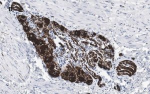 Anti-Peripherin Antibody, clone 1D4, ZooMAb Rabbit Monoclonal 
