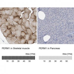 Anti-PERM1 antibody produced in rabbit 