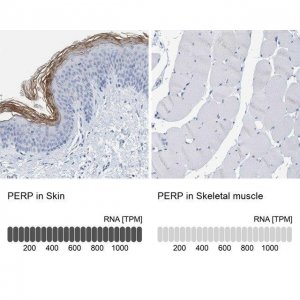 Anti-PERP antibody produced in rabbit 