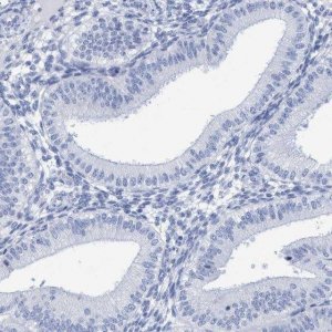 Anti-PERP antibody produced in rabbit 