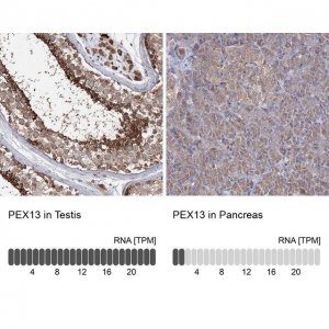 Anti-PEX13 antibody produced in rabbit 