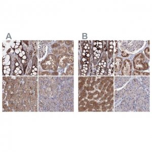 Anti-PEX13 antibody produced in rabbit 
