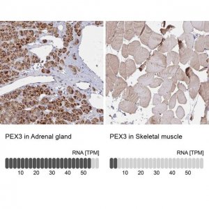 Anti-PEX3 antibody produced in rabbit 
