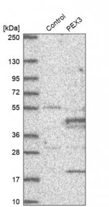Anti-PEX3 antibody produced in rabbit 