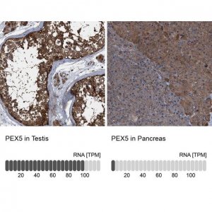 Anti-PEX5 antibody produced in rabbit 
