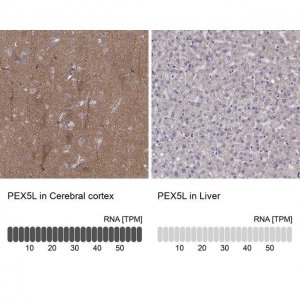 Anti-PEX5L antibody produced in rabbit 
