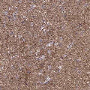 Anti-PEX5L antibody produced in rabbit 
