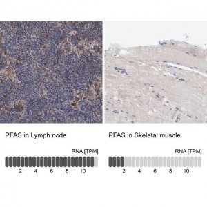 Anti-PFAS antibody produced in rabbit 