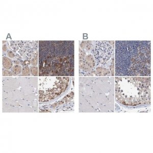 Anti-PFAS antibody produced in rabbit 