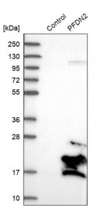 Anti-PFDN2 antibody produced in rabbit 
