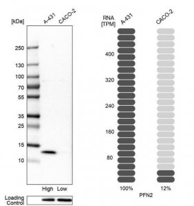Anti-PFN2 antibody produced in rabbit 