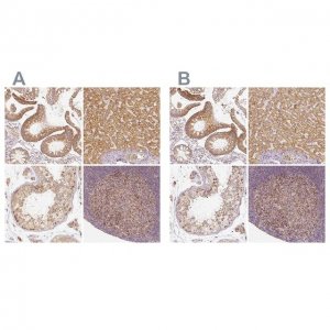 Anti-PGAM5 antibody produced in rabbit 