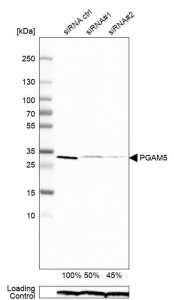 Anti-PGAM5 antibody produced in rabbit 