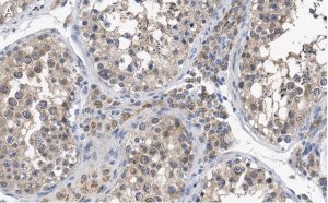 Anti-PGAM5 Antibody, clone 2J4 ZooMAb Rabbit Monoclonal 