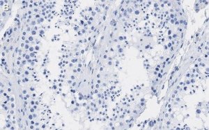Anti-PGAM5 Antibody, clone 2J4 ZooMAb Rabbit Monoclonal 