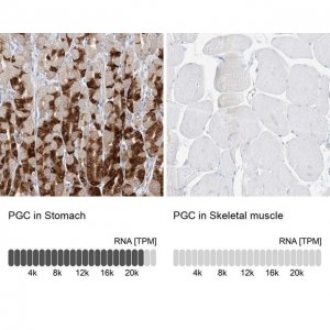 Anti-PGC antibody produced in rabbit 