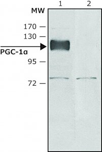 Anti-PGC-1(N-terminal) antibody produced in rabbit SAB4200226-200UL