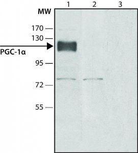 Anti-PGC-1(N-terminal) antibody produced in rabbit SAB4200226-200UL