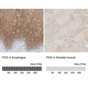 Anti-PGD antibody produced in rabbit HPA031315-100UL
