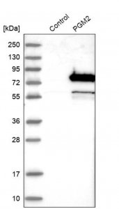 Anti-PGM2 antibody produced in rabbit 