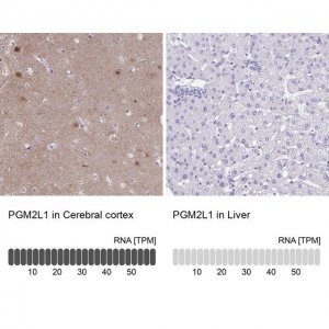 Anti-PGM2L1 antibody produced in rabbit HPA056995-100UL