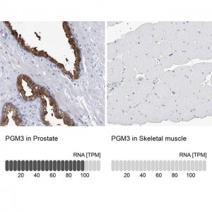 Anti-PGM3 antibody produced in rabbit 