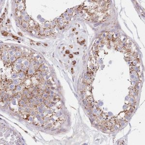 Anti-PGP antibody produced in rabbit 