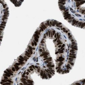 Anti-PGR antibody produced in rabbit 