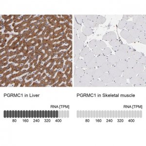 Anti-PGRMC1 antibody produced in rabbit 