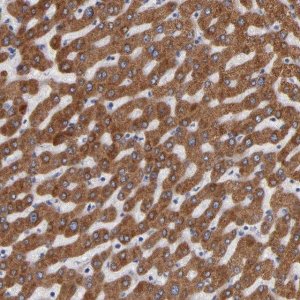 Anti-PGRMC1 antibody produced in rabbit 
