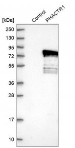 Anti-PHACTR1 antibody produced in rabbit HPA029755-100UL