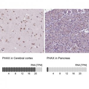 Anti-PHAX antibody produced in rabbit 