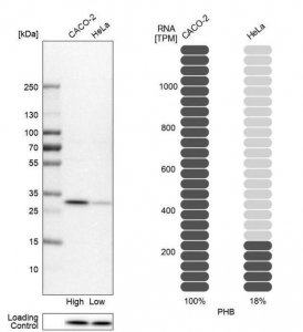 Anti-PHB antibody produced in rabbit 