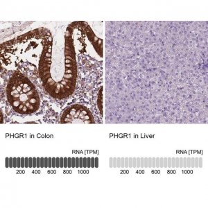 Anti-PHGR1 antibody produced in rabbit 