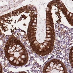 Anti-PHGR1 antibody produced in rabbit 