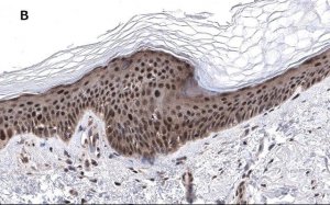 Anti-phos-AMPK (Thr172) Antibody, clone 5J23 , ZooMAb Rabbit Monoclonal 
