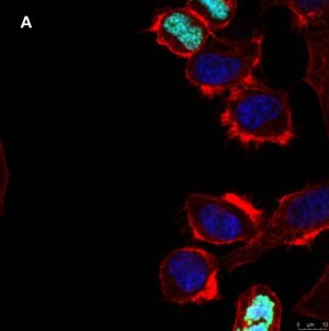 Anti-phospho Histone H3 S10 Antibody, clone 63-1C-8 , ZooMAb Rabbit Monoclonal 