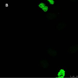 Anti-phospho Histone H3 S10 Antibody, clone 63-1C-8 , ZooMAb Rabbit Monoclonal 