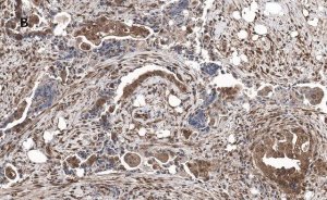 Anti-phospho JNK (Thr183, Tyr185) Antibody, clone 3F7, ZooMAb Rabbit Monoclonal 