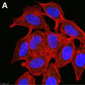 Anti-phospho-Chk1(Ser345) Antibody, clone 3D14 ZooMAb Rabbit Monoclonal 