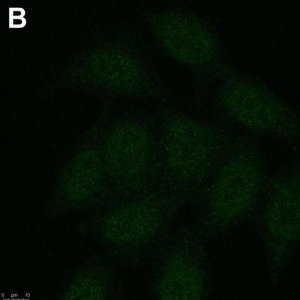 Anti-phospho-Chk1(Ser345) Antibody, clone 3D14 ZooMAb Rabbit Monoclonal 